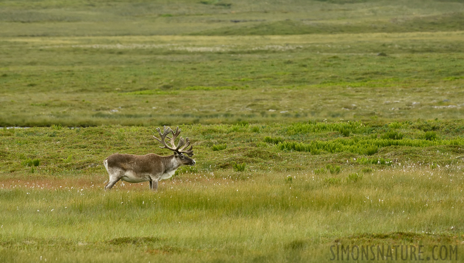 Rangifer tarandus caribou [400 mm, 1/1000 Sek. bei f / 8.0, ISO 1600]
